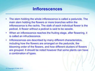 © Copyright PCNM 2011
Inflorescences
• The stem holding the whole inflorescence is called a peduncle. The
main stem holding the flowers or more branches within the
inflorescence is the rachis. The stalk of each individual flower is the
pedicel. A flower without a pedicel is said to be sessile.
• When an inflorescence reaches the fruiting stage, after flowering, it
is called an infructescence.
• Inflorescences are described by many different characteristics,
including how the flowers are arranged on the peduncle, the
blooming order of the flowers, and how different clusters of flowers
are grouped. It should be noted however that some plants can have
a combination of types.
 