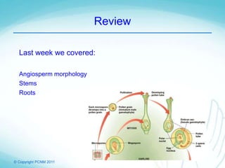 © Copyright PCNM 2011
Review
Last week we covered:
Angiosperm morphology
Stems
Roots
 