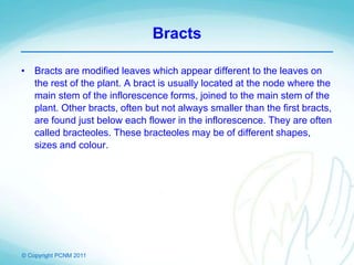 © Copyright PCNM 2011
Bracts
• Bracts are modified leaves which appear different to the leaves on
the rest of the plant. A bract is usually located at the node where the
main stem of the inflorescence forms, joined to the main stem of the
plant. Other bracts, often but not always smaller than the first bracts,
are found just below each flower in the inflorescence. They are often
called bracteoles. These bracteoles may be of different shapes,
sizes and colour.
 