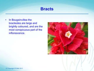© Copyright PCNM 2011
Bracts
• In Bougainvillea the
bracteoles are large and
brightly coloured, and are the
most conspicuous part of the
inflorescence.
 
