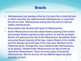 © Copyright PCNM 2011
Bracts
• Inflorescences may develop at the tip of a shoot from a terminal bud,
in which case they are called terminal inflorescences, or arise from
the axil of a leaf. Inflorescences arising from the axil of a leaf are
axillary inflorescences.
• Some plants may develop both types of inflorescences.
• Some inflorescences have the oldest flowers opening at the bottom
and younger flowers opening as they ascend, so that the youngest
flowers are opening at the top of the inflorescence. Sometimes there
are young flowers opening at the tops, mature flowers in the middle
and fruit already set at the base of the main axis. Members of the
Fabaceae family, the legumes, have indeterminate inflorescences,
as do gladioli. Indeterminate inflorescences are also known as
racemose inflorescences. There are many types of racemose
inflorescences. See the set text, for the different types and plant
examples of each.
 