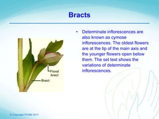 © Copyright PCNM 2011
Bracts
• Determinate inflorescences are
also known as cymose
inflorescences. The oldest flowers
are at the tip of the main axis and
the younger flowers open below
them. The set text shows the
variations of determinate
inflorescences.
 