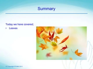 © Copyright PCNM 2011
Summary
Today we have covered;
• Leaves
 