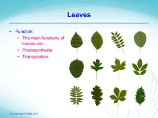 © Copyright PCNM 2011
Leaves
• Function:
• The main functions of
leaves are:
• Photosynthesis
• Transpiration.
 