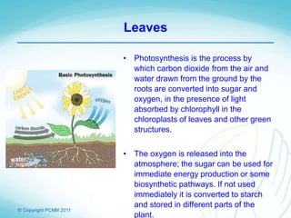 © Copyright PCNM 2011
Leaves
• Photosynthesis is the process by
which carbon dioxide from the air and
water drawn from the ground by the
roots are converted into sugar and
oxygen, in the presence of light
absorbed by chlorophyll in the
chloroplasts of leaves and other green
structures.
• The oxygen is released into the
atmosphere; the sugar can be used for
immediate energy production or some
biosynthetic pathways. If not used
immediately it is converted to starch
and stored in different parts of the
plant.
 