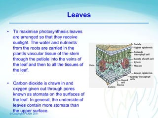 © Copyright PCNM 2011
Leaves
• To maximise photosynthesis leaves
are arranged so that they receive
sunlight. The water and nutrients
from the roots are carried in the
plantís vascular tissue of the stem
through the petiole into the veins of
the leaf and then to all the tissues of
the leaf.
• Carbon dioxide is drawn in and
oxygen given out through pores
known as stomata on the surfaces of
the leaf. In general, the underside of
leaves contain more stomata than
the upper surface.
 