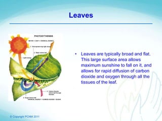 © Copyright PCNM 2011
Leaves
• Leaves are typically broad and flat.
This large surface area allows
maximum sunshine to fall on it, and
allows for rapid diffusion of carbon
dioxide and oxygen through all the
tissues of the leaf.
 