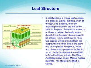 © Copyright PCNM 2011
Leaf Structure
• In dicotyledons, a typical leaf consists
of a blade or lamina, the flat portion of
the leaf, and a petiole, the stalk
attaching the blade of the leaf to the
stem of the plant. Some dicot leaves do
not have a petiole, the blade arises
directly from the stem; they are said to
be sessile. Some dicot leaves have
two stipules which are small leaf-like
outgrowths on either side of the stem
end of the petiole. Grapefruit, roses
and clover plants possess stipules. In
some plants the stipules are modified
to form tendrils or spines. The West
Australian native prickly Moses, Acacia
pulchella, has stipules modified to
spines.
 