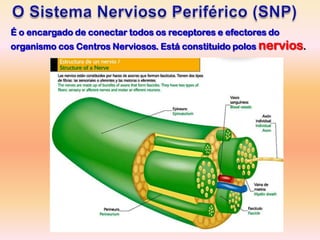 É o encargado de conectar todos os receptores e efectores do
organismo cos Centros Nerviosos. Está constituido polos nervios.
 