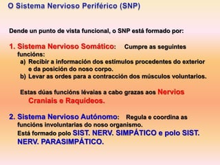 Dende un punto de vista funcional, o SNP está formado por:

1. Sistema Nervioso Somático:         Cumpre as seguintes
  funcións:
   a) Recibir a información dos estímulos procedentes do exterior
      e da posición do noso corpo.
   b) Levar as ordes para a contracción dos músculos voluntarios.

   Estas dúas funcións lévaias a cabo grazas aos Nervios
      Craniais e Raquídeos.

2. Sistema Nervioso Autónomo: Regula e coordina as
  funcións involuntarias do noso organismo.
  Está formado polo SIST. NERV. SIMPÁTICO e polo SIST.
  NERV. PARASIMPÁTICO.
 