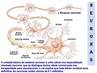 N
                                                                              E
                                                                              U
                                                                              R
                                                                              O
                                                                              N
                                                                              A

A unidade básica do sistema nervioso é unha célula moi especializada
                                                                              S
chamada neurona, que se distingue dunha célula normal pola súa
incapacidade para reproducirse, o cal explica que toda lesión cerebral sexa
definitiva. As neuronas miden menos de 0.1 milímetro.
 