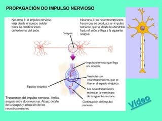 PROPAGACIÓN DO IMPULSO NERVIOSO
 
