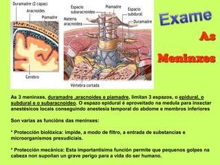 As
                                                               Meninxes


As 3 meninxes, duramadre ,aracnoides e piamadre, limitan 3 espazos, o epidural, o
subdural e o subaracnoideo. O espazo epidural é aproveitado na medula para inxectar
anestésicos locais conseguindo anestesia temporal do abdome e membros inferiores

Son varias as funcións das meninxes:

* Protección biolóxica: impide, a modo de filtro, a entrada de substancias e
microorganismos prexudiciais.

* Protección mecánica: Esta importantísima función permite que pequenos golpes na
cabeza non supoñan un grave perigo para a vida do ser humano.
 