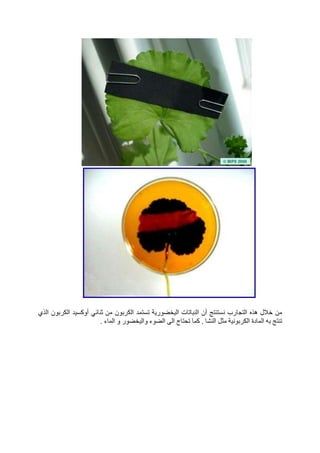 التغدية