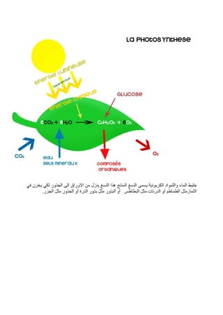 التغدية
