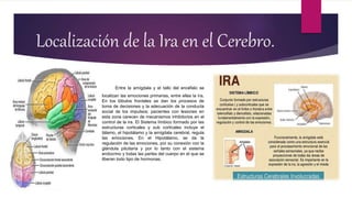 Localización de la Ira en el Cerebro.
Entre la amígdala y el tallo del encéfalo se
localizan las emociones primarias, entre ellas la Ira.
En los lóbulos frontales se dan los procesos de
toma de decisiones y la adecuación de la conducta
social de los impulsos; pacientes con lesiones en
esta zona carecen de mecanismos inhibitorios en el
control de la ira. El Sistema límbico formado por las
estructuras corticales y sub corticales incluye el
tálamo, el hipotálamo y la amígdala cerebral, regula
las emociones. En el Hipotálamo, se da la
regulación de las emociones, por su conexión con la
glándula pituitaria y por lo tanto con el sistema
endocrino y todas las partes del cuerpo en el que se
liberan todo tipo de hormonas.
 