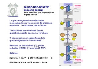 GLUCO-NEO-GÉNESIS: 
esquema general 
Ruta anabólica que se produce en 
hígado y riñón 
Glucosa6- 
fosfatasa 
Fructosa-1,6- 
bisfosfatasa 
Fosfoenol 
Piruvato 
carboxikinasa 
Piruvato 
carboxilasa 
T 6-gluconeogénesis 
La gluconeogénesis convierte dos 
moléculas de piruvato en una de glucosa a 
través de 11 reacciones metabólicas: 
7 reacciones son comunes con la 
glucolisis, puesto que son reversibles. 
Y otras cuatro son específicas de la 
gluconeogénesis e irreversibles. 
Necesita de metabolitos (C), poder 
reductor (2 NADH) y energía (6 ATP) 
Balance: 
2 piruvato + 4 ATP + 2 GTP + 2 NADH + 2H+ --- 
Glucosa + 4 ADP + 2 GDP + 6 Pi + 2 NAD+ 
 
