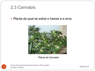 2.3 Cannabis
09/06/2015
Curso de Instrumentista de Sopro e Percussão/
Cordas e Teclas12
 Planta da qual se extrai o haxixe e a erva.
Planta de Cannabis
 