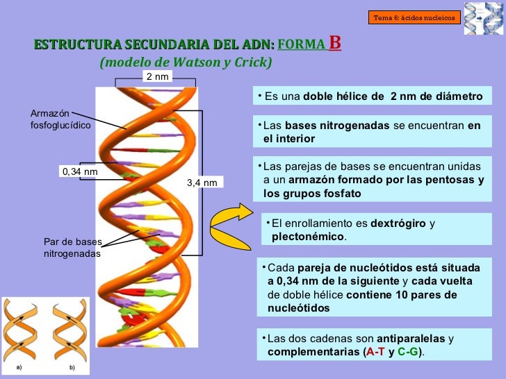 T6 - Ácidos nucleicos