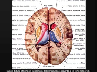 Da Base Estrutura e Função dos Núcleos da Base no Controle Motor e Distúrbios | PDF