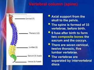 Vertebral column (spine)
 Axial support from the
skull to the pelvis.
 The spine is formed of 33
vertebrae, before birth.
 9 fuse after birth to form
two composite bones the
sacrum and the coccyx.
 There are seven cervical,
twelve thoracic, five
lumbar vertebrae.
 The vertebrae are
separated by intervertebral
discs
 