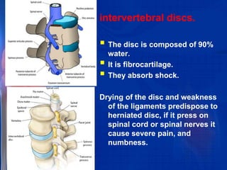 intervertebral discs.
 The disc is composed of 90%
water.
 It is fibrocartilage.
 They absorb shock.
Drying of the disc and weakness
of the ligaments predispose to
herniated disc, if it press on
spinal cord or spinal nerves it
cause severe pain, and
numbness.
 