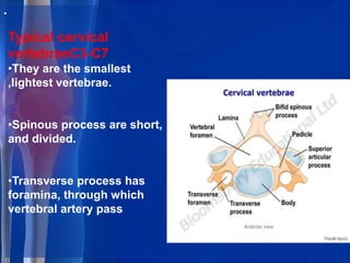 .
Typical cervical
vertebraeC3-C7
•They are the smallest
,lightest vertebrae.
•Spinous process are short,
and divided.
•Transverse process has
foramina, through which
vertebral artery pass
 