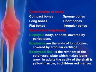 Classification of bones
Compact bones Sponge bones
Long bones Short bones
Flat bones Irregular bones
Structure of long bones
Diaphysis body, or shaft, covered by
periosteum.
Epiphyses are the ends of long bones,
covered by articular cartilage
Epiphyseal line: is the remnant of the
epiphyseal plate which makes bone
grow. In adults the cavity of the shaft is
yellow marrow, in children red marrow.
 