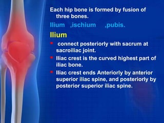 Each hip bone is formed by fusion of
three bones.
Ilium ,ischium ,pubis.
Ilium
 connect posteriorly with sacrum at
sacroiliac joint.
 Iliac crest is the curved highest part of
iliac bone.
 Iliac crest ends Anteriorly by anterior
superior iliac spine, and posteriorly by
posterior superior iliac spine.
 