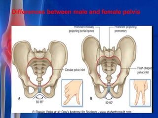 Differences between male and female pelvis
 