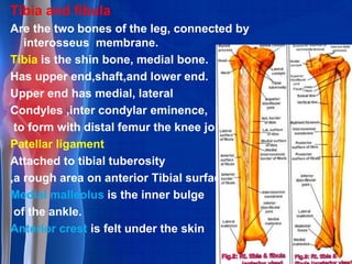 Skeletal system pharma | PPTX