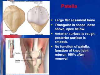 Patella
 Large flat sesamoid bone
 Triangular in shape, base
above, apex below.
 Anterior surface is rough,
posterior surface is
smooth.
 No function of patella,
function of knee joint
returun 100% after
removal
 
