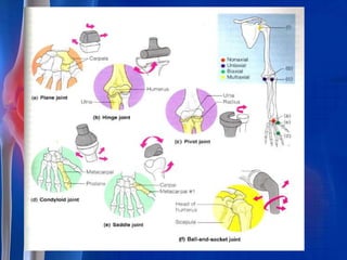 Skeletal system pharma