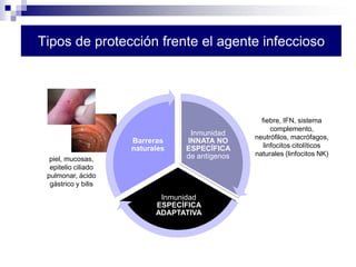 Tipos de protección frente el agente infeccioso
Inmunidad
INNATA NO
ESPECÍFICA
de antígenos
Inmunidad
ESPECÍFICA
ADAPTATIV...