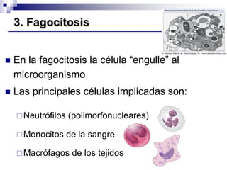  En la fagocitosis la célula “engulle” al
microorganismo
 Las principales células implicadas son:
Neutrófilos (polimorf...