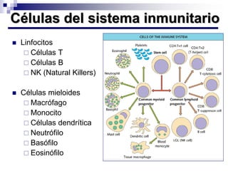 Linfocitos
 Son las principales células del sistema
inmunitario adquirido
 Están en todo el organismo: sangre,
tejidos, ...