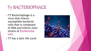 T7 BACTERIOPHAGE
 T7 Bacteriophage is a
virus that infects
susceptible bacterial
cells that is composed
of DNA and infects most
strains of Escherichia
coli.
 T7 has a lytic life cycle
 