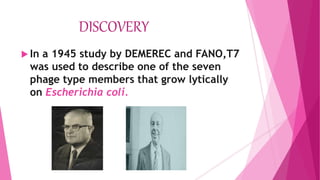  In a 1945 study by DEMEREC and FANO,T7
was used to describe one of the seven
phage type members that grow lytically
on Escherichia coli.
DISCOVERY
 