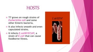 HOSTS
 T7 grows on rough strains of
Escherichia coli and some
other Enteric bacteria.
 It also infects smooth and even
capsulated strains.
 It infects E.coli0157;H7, a
strain of E.coli that can cause
foodborne illness.
 