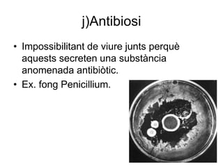 j)Antibiosi
• Impossibilitant de viure junts perquè
aquests secreten una substància
anomenada antibiòtic.
• Ex. fong Penicillium.
 