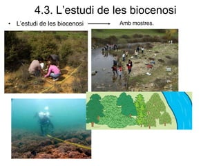 4.3. L’estudi de les biocenosi
• L’estudi de les biocenosi Amb mostres.
 