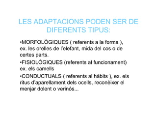 LES ADAPTACIONS PODEN SER DE
DIFERENTS TIPUS:
•MORFOLÒGIQUES ( referents a la forma ),
ex. les orelles de l’elefant, mida del cos o de
certes parts.
•FISIOLÒGIQUES (referents al funcionament)
ex. els camells
•CONDUCTUALS ( referents al hàbits ), ex. els
ritus d’aparellament dels ocells, reconèixer el
menjar dolent o verinós...
 