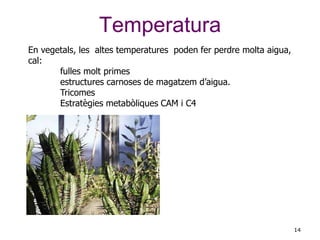 14
En vegetals, les altes temperatures poden fer perdre molta aigua,
cal:
fulles molt primes
estructures carnoses de magatzem d’aigua.
Tricomes
Estratègies metabòliques CAM i C4
Temperatura
 