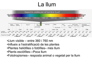 La llum
•Llum visible – entre 360 i 760 nm
•Influeix a l’estratificació de les plantes
•Plantes heliòfiles o fotòfiles– més llum
•Plants esciòfiles—Poca llum
•Fototropismes– resposta animal o vegetal per la llum
 