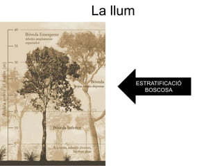 La llum
ESTRATIFICACIÓ
BOSCOSA
 