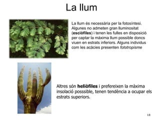 18
La llum és necessària per la fotosíntesi.
Algunes no admeten gran lluminositat
(esciòfiles) i tenen les fulles en disposició
per captar la màxima llum possible doncs
viuen en estrats inferiors. Alguns individus
com les acàcies presenten fototropisme
Altres són heliòfiles i prefereixen la màxima
insolació posssible, tenen tendència a ocupar els
estrats superiors.
La llum
 