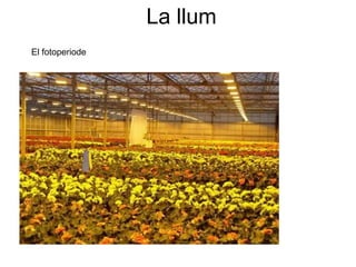 La llum
El fotoperiode
 
