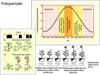 Fotoperíode
 
