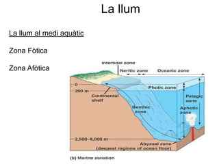 La llum
La llum al medi aquàtic
Zona Fòtica
Zona Afòtica
 
