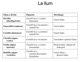 Fílum o divisió Pigments Morfologia
Pirròfits
(dinoflagel·lats)
Clorofil·les a i c carotè i
dinoxatina
Unicel·lulars
Eugrenòfits (euglenes)
Clorofil·les a i b carotens i
xantofil·les
Unicel·lulars
Crisòfits (diatomees)
Clorofil·les a i c carotens i
xantofil·les
Unicel·lulars
Cloròfits (algues
verdes)
Clorofil·les a i b carotens Unicelulars o pluricel·lulars
Feòfits (algues
marrons)
Clorofil·les a i c carotè i
fucoxantina
Pluricel·lulars. Algunes de
mida gran
Rodòfits (algues
vermelles)
Clorofil·les a
carotens,ficocianina i
ficoeritrina
Unicel·lulars i
pluricel·lulars
La llum
 
